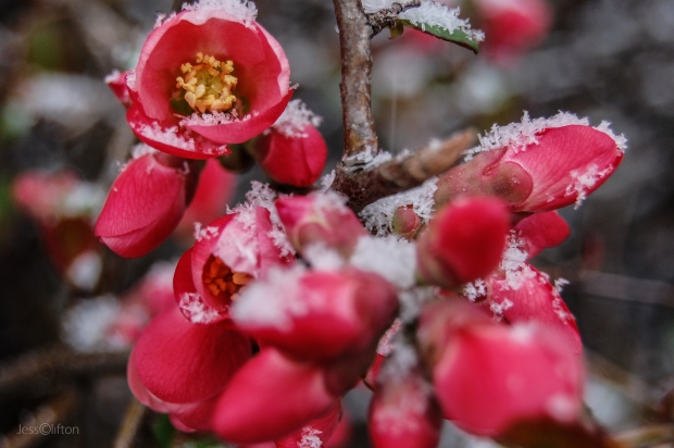 Pink Flower Buds Snow