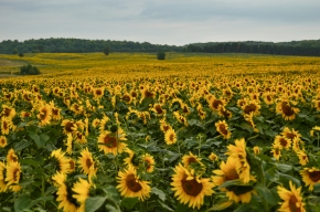 Sunflower Field - Sunflowers For Miles