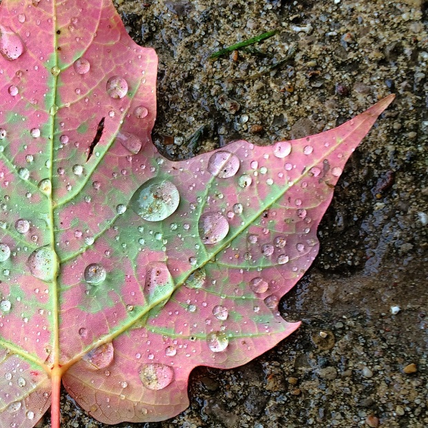 Fall Leaf Droplets Wet Sidewalk